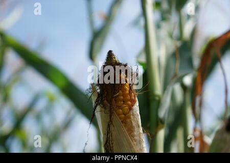 The extreme heat in Germany leads to enormous losses in the harvest of corn and corn in agriculture Stock Photo