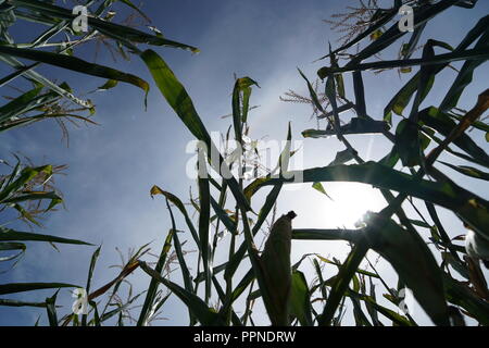 The extreme heat in Germany leads to enormous losses in the harvest of corn and corn in agriculture Stock Photo