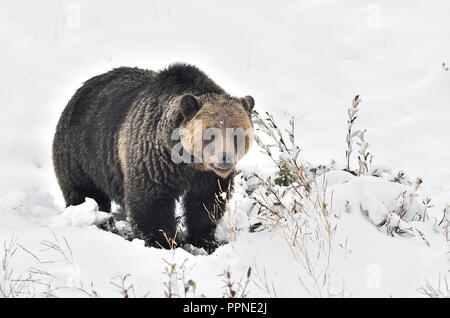 An adult grizzly  bear ' Ursus arctos'; that has been collared as part of a wildlife study program is found feeding on roots along a snow covered hill Stock Photo