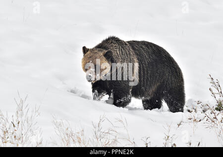 An adult grizzly  bear' Ursus arctos'; that has been collared as part of a wildlife study program is found digging roots along a snow covered hillside Stock Photo