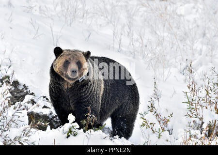 An adult grizzly  bear ' Ursus arctos'; that has been collared as part of a wildlife study program is found standing in the fresh snow along a snow co Stock Photo