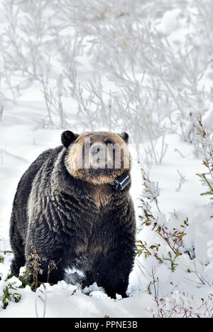 A vertical image of a wild grizzly bear that has been collared in a wildlife study program walking down a snow covered hillside in rural Alberta Stock Photo