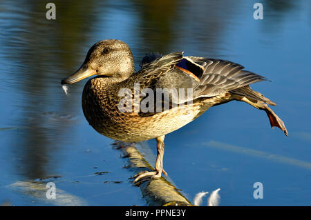 A female mallard duck pruning and stretching on a semi semerged log in the beaver pond at Hinton Alberta Canada. Stock Photo