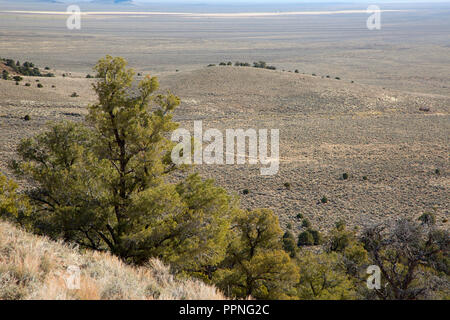 Trail view with Pinyon pine, Hickison Petroglyphs Recreation Area, Mount Lewis District Bureau of Land Management, Nevada