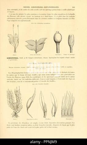 Botanique cryptogamique, ou Histoire des familles naturelles des plantes inférieures (Page 181) Stock Photo