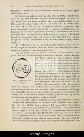 Botanische Jahrbücher fur Systematik, Pflanzengeschichte und Pflanzengeographie (Page 20) Stock Photo