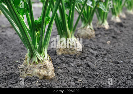 close-up of celery plantation (root vegetables)  in the vegetable garden, selective  focus on foreground Stock Photo