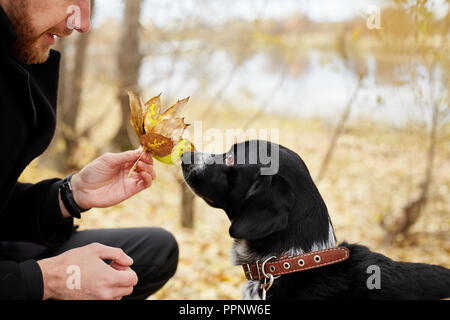 Man walks in the fall with a dog Spaniel with long ears in the autumn Park. Dog frolics and plays on nature in autumn yellow foliage, Russian Spaniel  Stock Photo