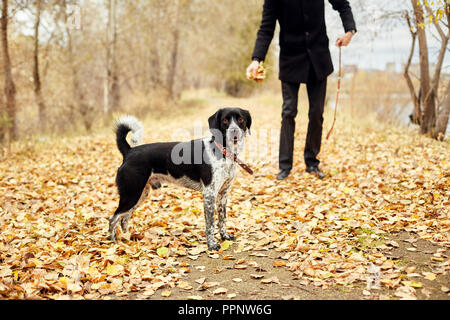Man walks in the fall with a dog Spaniel with long ears in the autumn Park. Dog frolics and plays on nature in autumn yellow foliage, Russian Spaniel  Stock Photo