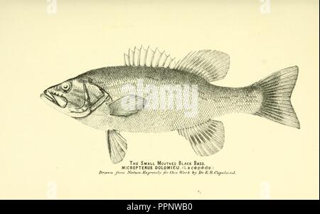 Book of the Black Bass. Comprising Its Complete Scientific and Life