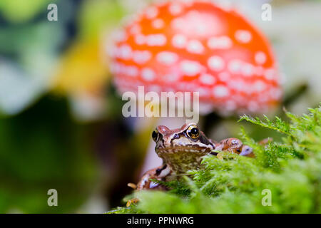 Frog in autumn - a studio shot