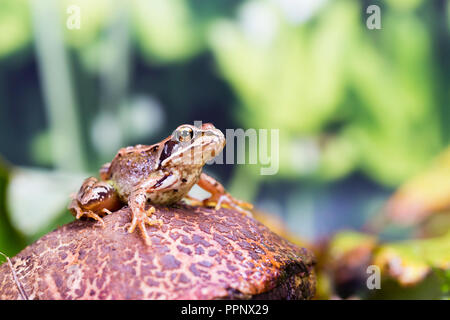 Common frog in autumn - a studio shot.