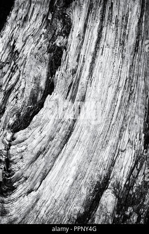 The shape of canadian wood Stock Photo