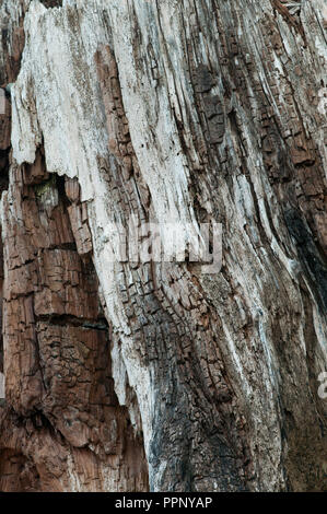 The shape of canadian wood Stock Photo