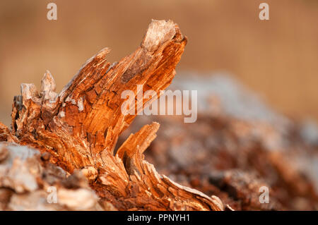 The shape of canadian wood Stock Photo