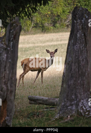 Female red deer in a clearing framed by two tree trunks looking at the camera Stock Photo