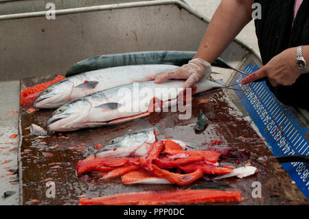 First Nation member, cleans and cuts freshly catched salmon (Prince Rupert, British Columbia) Stock Photo