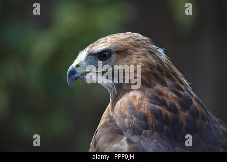 Red-tailed hawk in profile Stock Photo