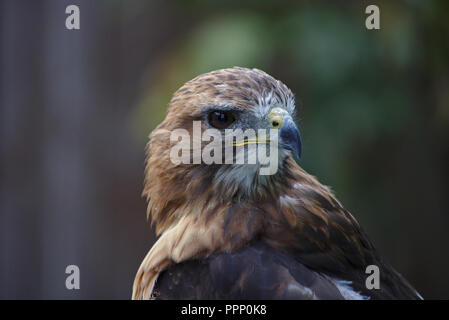 Portrait of a red-tailed hawk Stock Photo