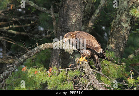 Juvenile Bald Eagle Perched in Pine Tree Stock Photo