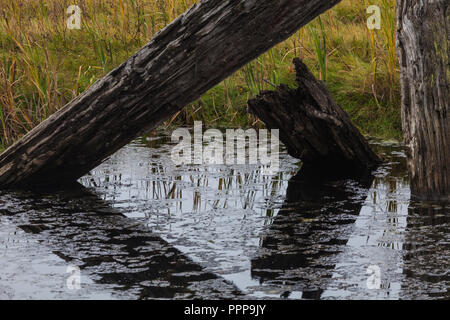 Rotting tree trunks in a coastal marsh under threatening skies Stock Photo