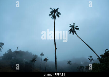 The surreal, hazy landscape of Cocora Valley (Valle de cocora) during twilight with hills and Quindío wax palms. Near Salento, Colombia. Sep 2018 Stock Photo