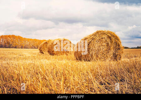 Hay bale. Agriculture field with sky. Rural nature in the farm land. Straw on the meadow. Wheat yellow golden harvest in summer. Countryside natural landscape. Grain crop, harvesting. Stock Photo