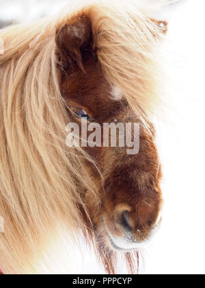 A pretty Shetland pony stands in the snow. Stock Photo
