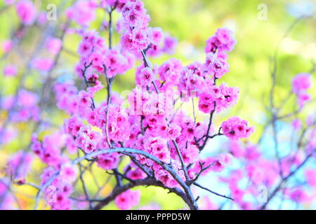 Cherry Blossom Blooms Stock Photo