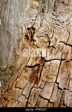 Old tree trunk stripped of its bark with cracks and stains in the evening sun Stock Photo