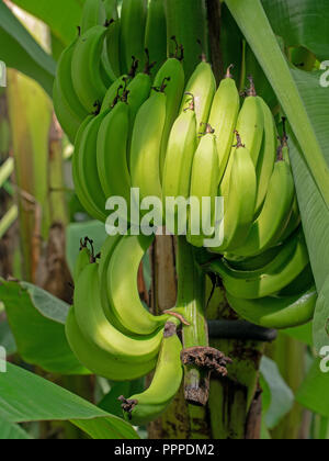 Bunch of bananas. Fruit still ripening on tree, green, unripe. Stock Photo