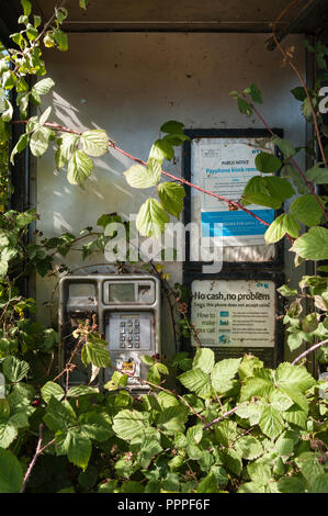 Abandoned roadside phone box overgrown with brambles, Herefordshire, UK Stock Photo