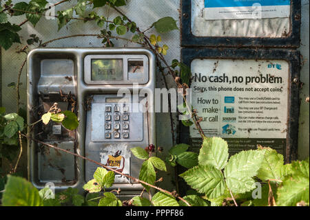 Abandoned roadside phone box overgrown with brambles, Herefordshire, UK Stock Photo