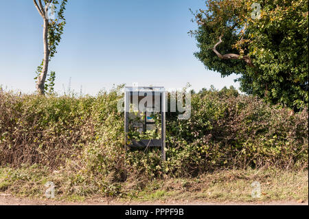 Abandoned roadside phone box overgrown with brambles, Herefordshire, UK Stock Photo