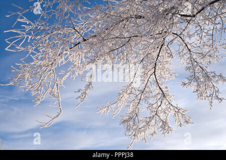 Winter branches with copyspace. Frost covered birch tree branches against blue sky. Stock Photo