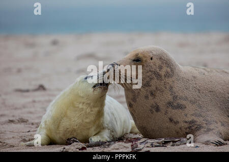 Seal (Halichoerus grypus), Dune, Helgoland, Schleswig-Holstein, Germany Stock Photo