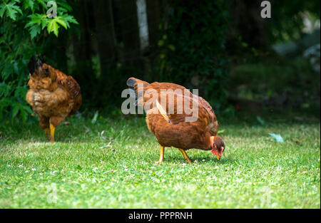 two chickens pecking on the green lawn Stock Photo