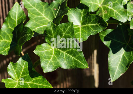 a close up of ivy growing on a fence Stock Photo