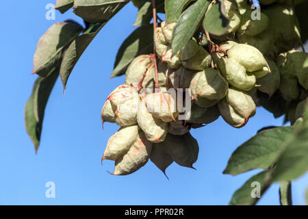 Golden Rain Tree, Koelreuteria paniculata unripe see pods infructescence Stock Photo