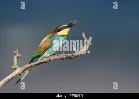 Bienenfresser (Merops apiaster) Stock Photo