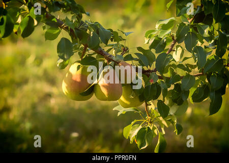Growing ripe pears on a tree in a garden, blurred background. Stock Photo