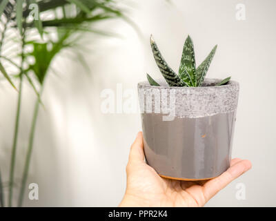 Hand holding a Gasteria Pillansii succulent indoors against a white wall Stock Photo