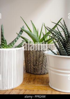 Three different  succulent plants in pots indoor on a wooden shelf Stock Photo