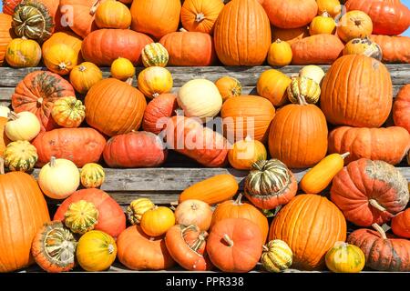 Pumpkins Stock Photo