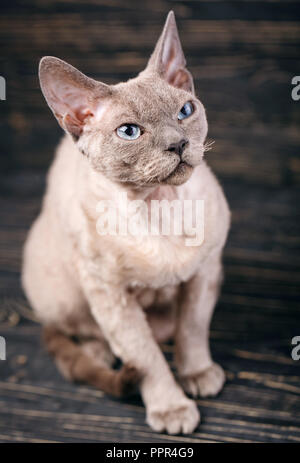 Side view of a Devon rex sitting and staring Stock Photo