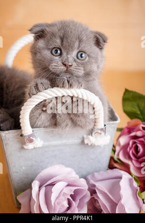 Scottish kitten sits in flower pot. Cat near a bouquet of roses in a decorative pot. Stock Photo