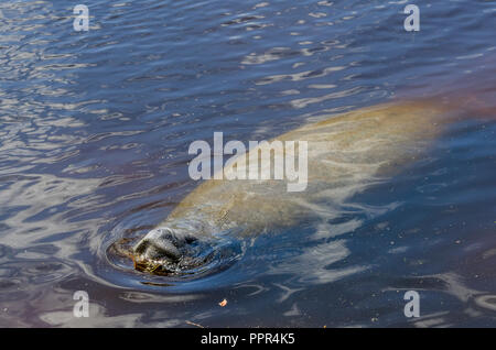 Florida manatee (Trichechus manatus latirostris) swimming in Florida, USA. Stock Photo
