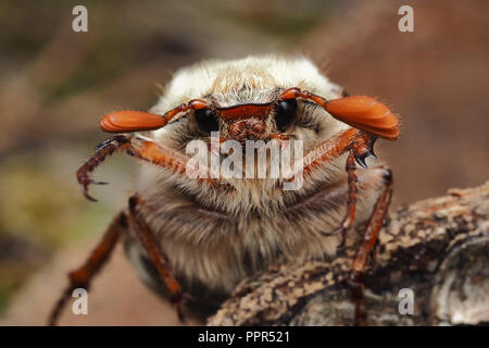 Close up view of head of Common Cockchafer (Melolontha melolontha) on tree stump. Tipperary, Ireland Stock Photo