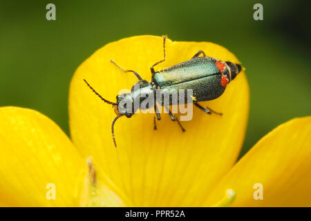 Common Malachite Beetle (Malachius bipustulatus) on buttercup. Tipperary, Ireland Stock Photo