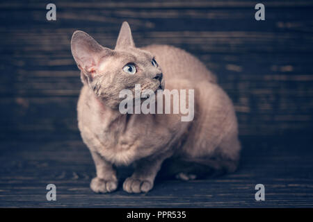 Lying devon rex cat. looking away on dark background Stock Photo